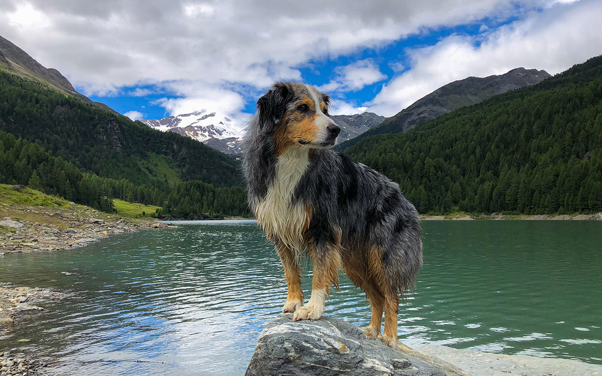 Steiermark Urlaub Mit Hund Ferienhütten in der Steiermark Urlaub